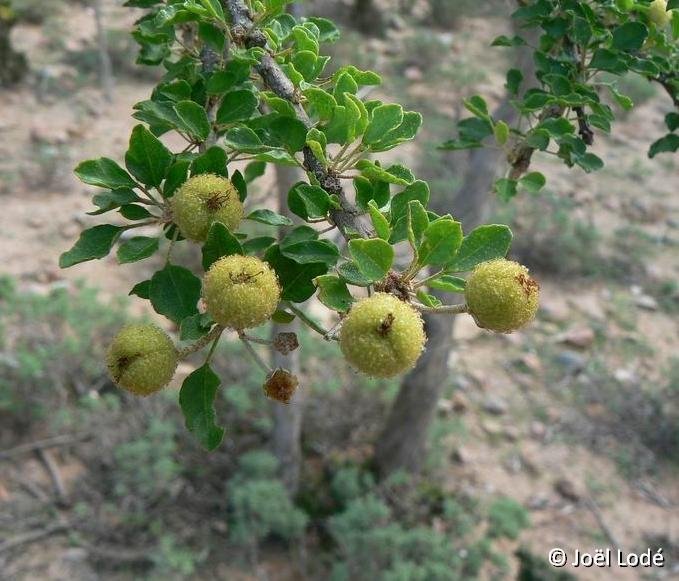 Croton socotranum Socotra ©JL